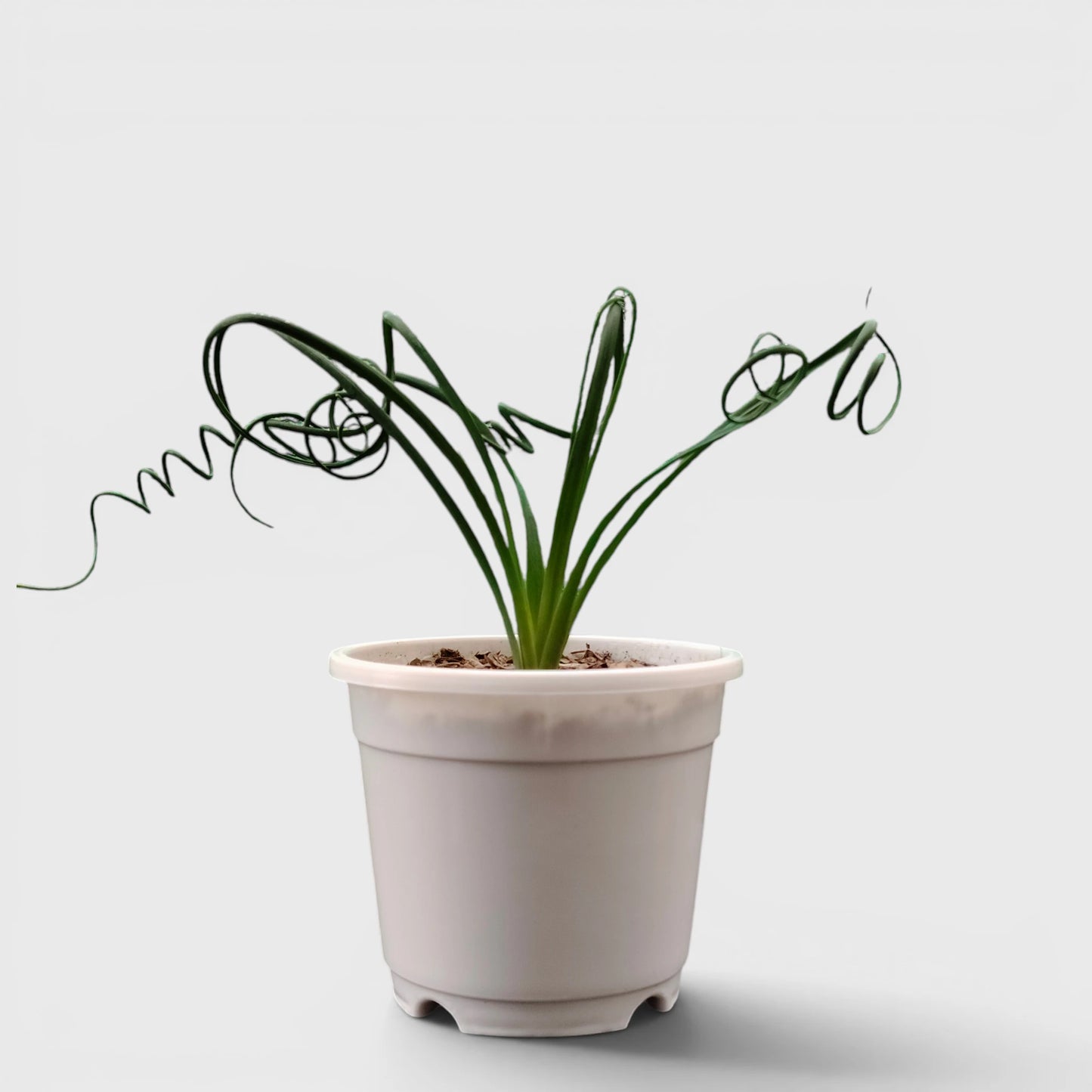 Albuca Spiralis Frizzle Sizzle-Exotic Rare Succulent Plant | Spiral Bulb Plant
