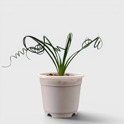 Albuca Spiralis Frizzle Sizzle-Exotic Rare Succulent Plant | Spiral Bulb Plant