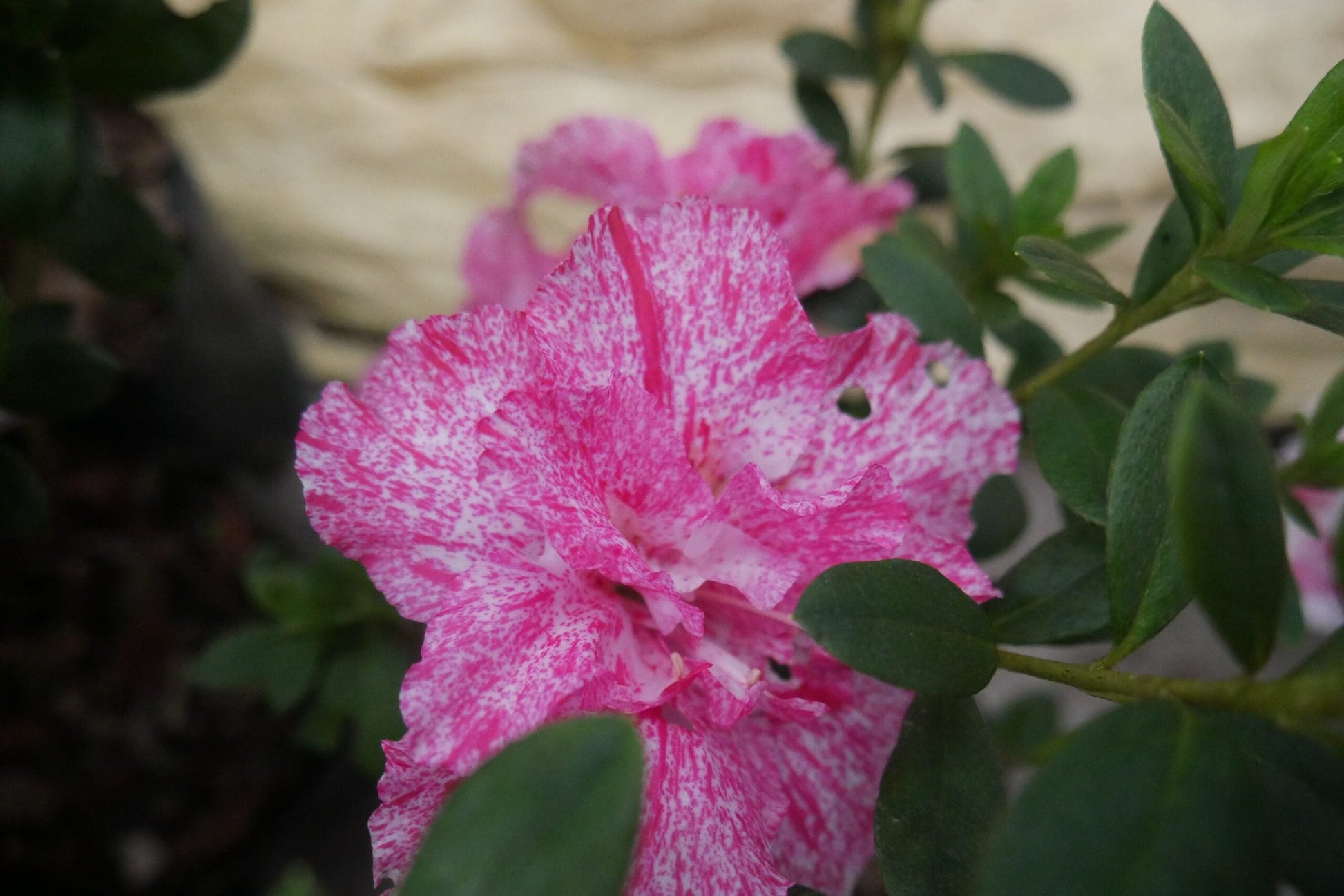 All - Season Flowering Plant: Azalea Belgian Stripe – Order Now for a Blooming Delight - My Store