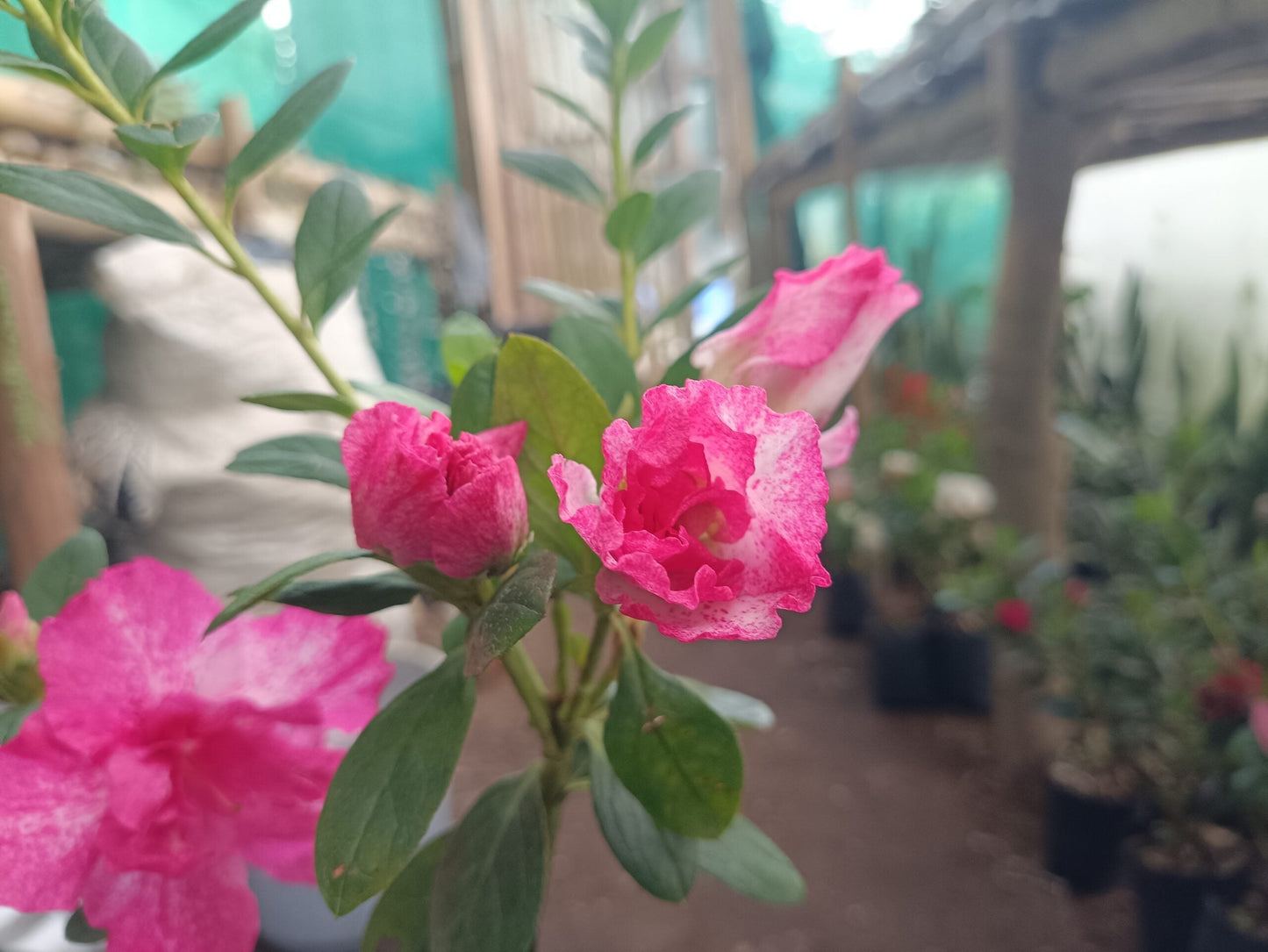 All - Season Flowering Plant: Azalea Belgian Stripe – Order Now for a Blooming Delight - My Store