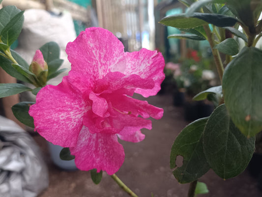 All - Season Flowering Plant: Azalea Belgian Stripe – Order Now for a Blooming Delight - My Store