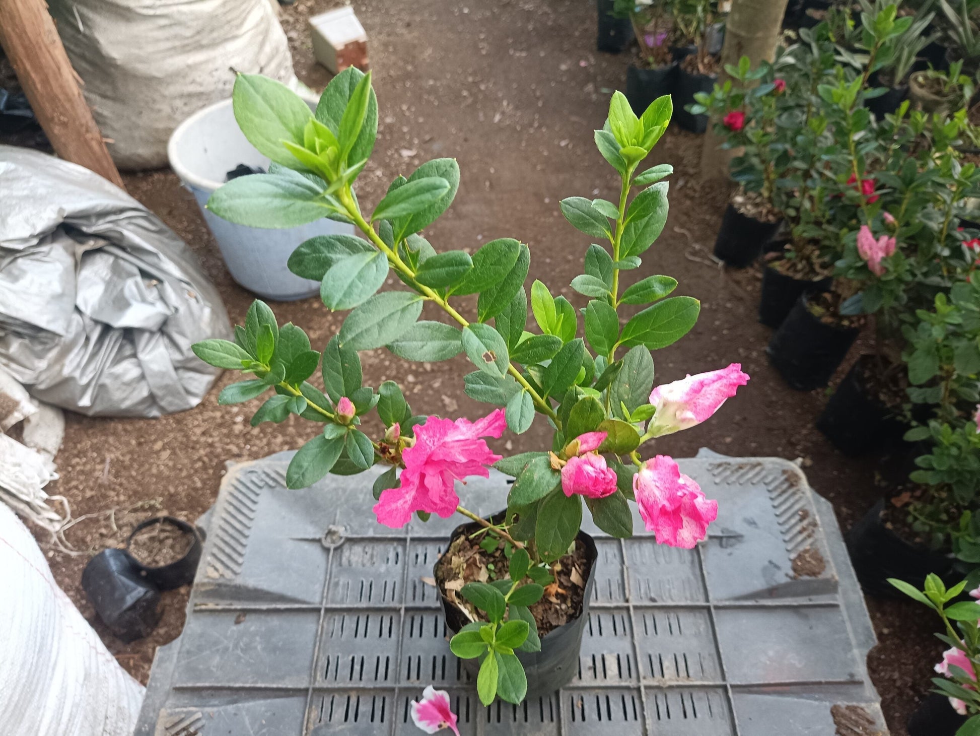 All - Season Flowering Plant: Azalea Belgian Stripe – Order Now for a Blooming Delight - My Store