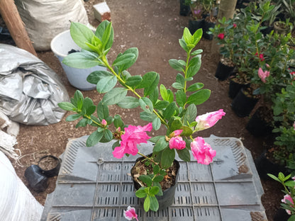 All - Season Flowering Plant: Azalea Belgian Stripe – Order Now for a Blooming Delight - My Store