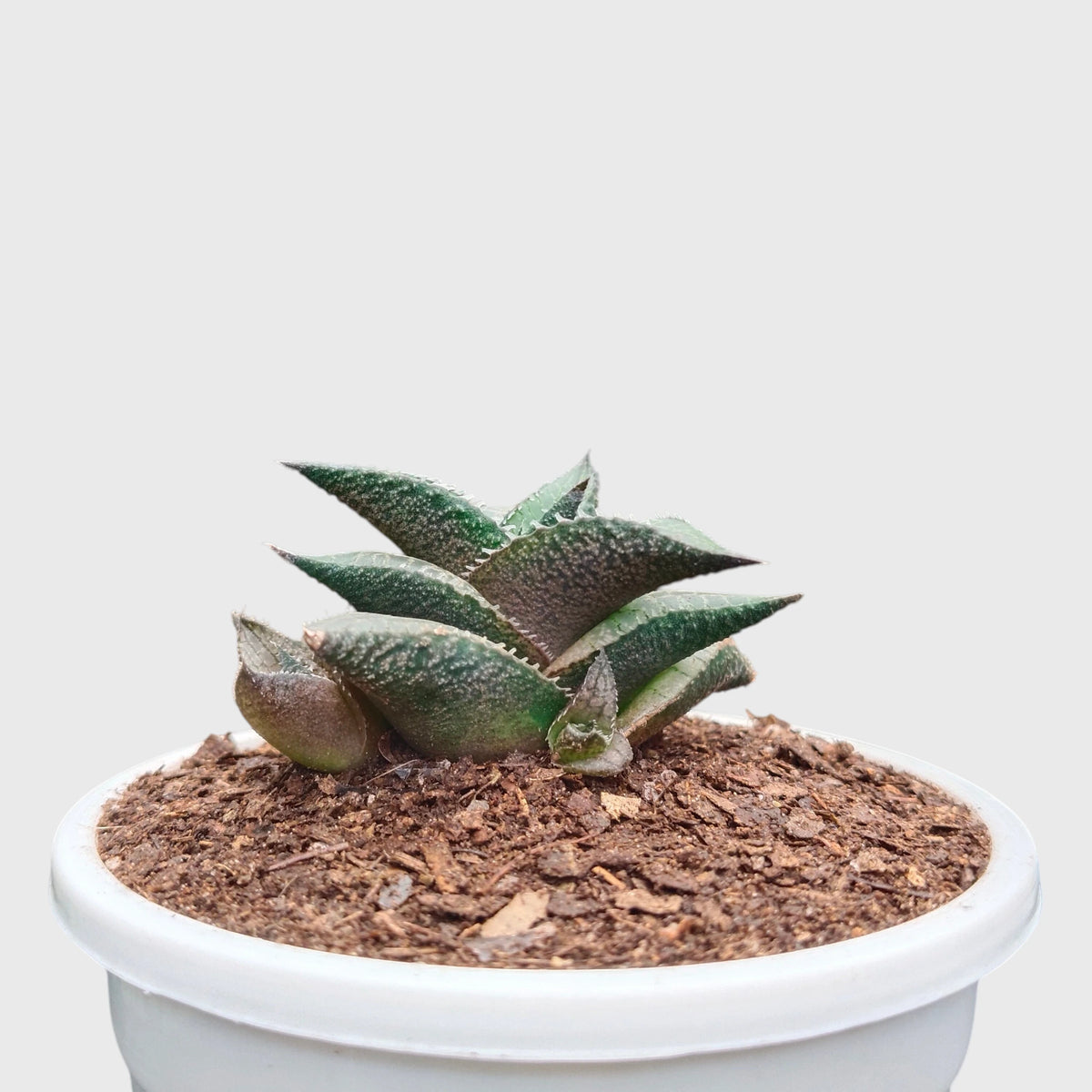 Alligator Plant (Haworthia Venosa Tessellata) – Textured Window Succulent