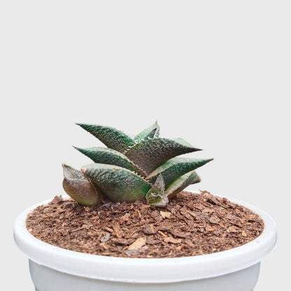 Alligator Plant (Haworthia Venosa Tessellata) – Textured Window Succulent