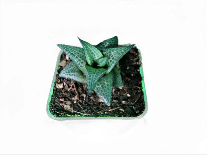 Alligator Plant (Haworthia veneosa tessellata ): A Stylish and Low - Maintenance Indoor Succulent - My Store