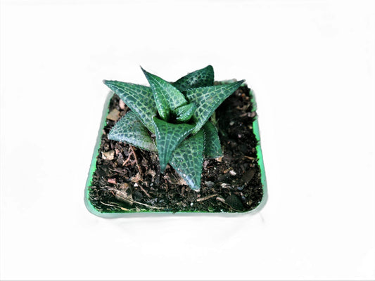 Alligator Plant (Haworthia veneosa tessellata ): A Stylish and Low - Maintenance Indoor Succulent - My Store