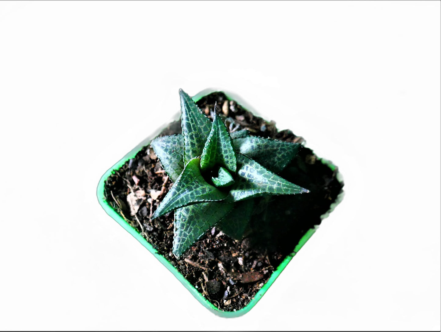 Alligator Plant (Haworthia veneosa tessellata ): A Stylish and Low - Maintenance Indoor Succulent - My Store