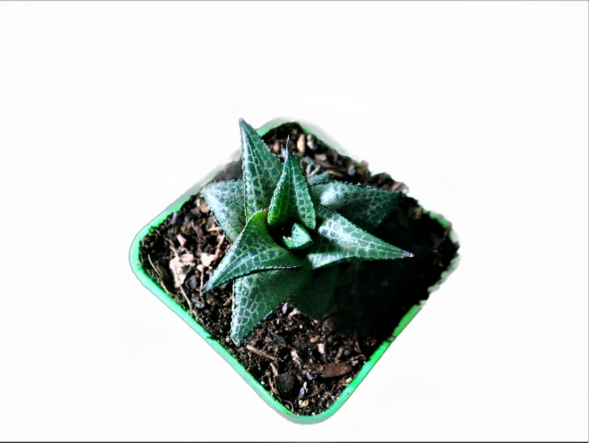 Alligator Plant (Haworthia veneosa tessellata ): A Stylish and Low - Maintenance Indoor Succulent - My Store