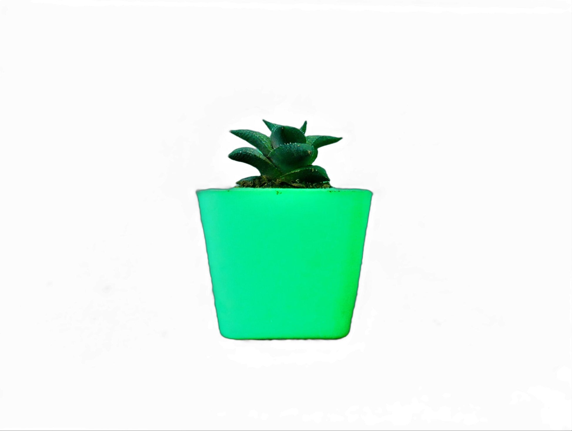 Alligator Plant (Haworthia veneosa tessellata ): A Stylish and Low - Maintenance Indoor Succulent - My Store