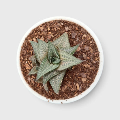 Alligator Plant (Haworthia Venosa Tessellata) – Textured Window Succulent