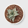 Alligator Plant (Haworthia Venosa Tessellata) – Textured Window Succulent