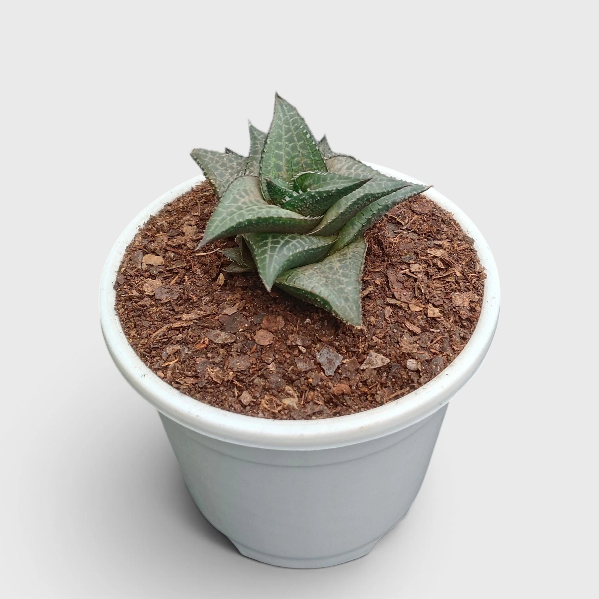 Alligator Plant (Haworthia Venosa Tessellata) – Textured Window Succulent