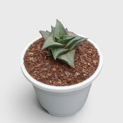 Alligator Plant (Haworthia Venosa Tessellata) – Textured Window Succulent