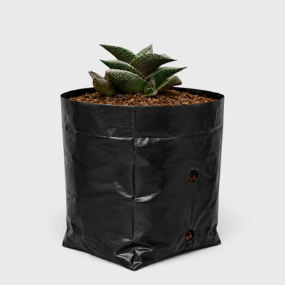 Alligator Plant (Haworthia Venosa Tessellata) – Textured Window Succulent