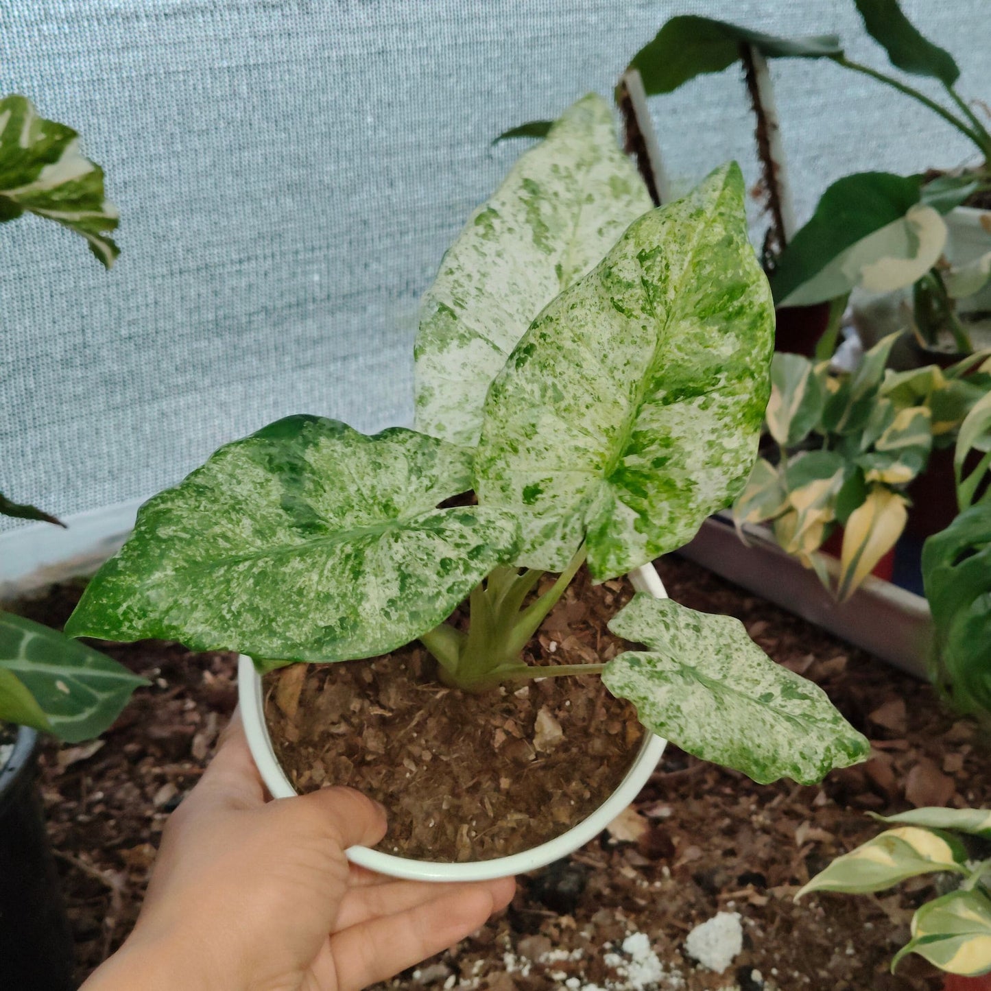 Alocasia Buddha’s Hand Mint Variegated – Rare Variegated Aroid
