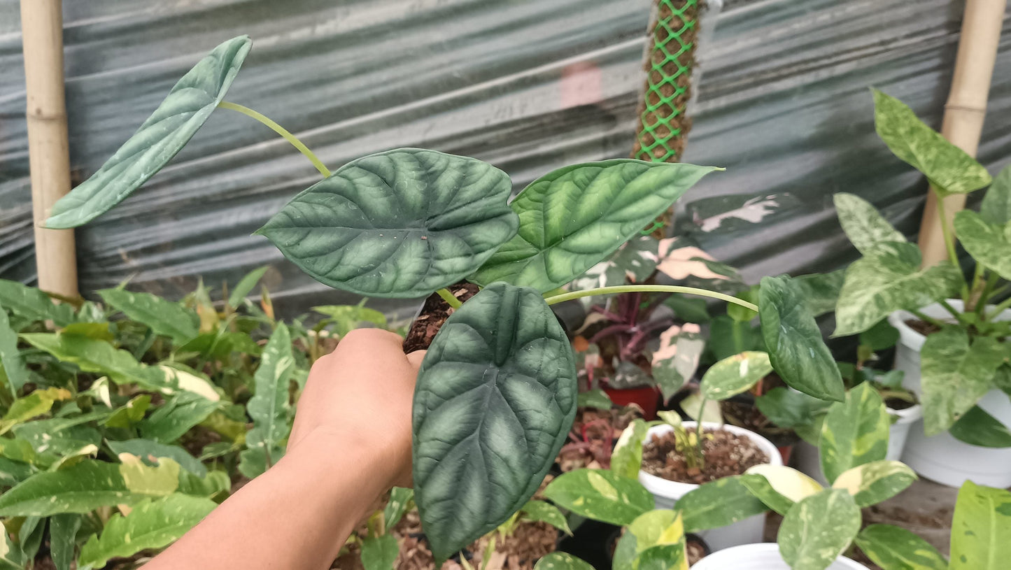 Alocasia Dragon Scale - Stunning Plant with Unique Dragon - Scale Foliage - My Store