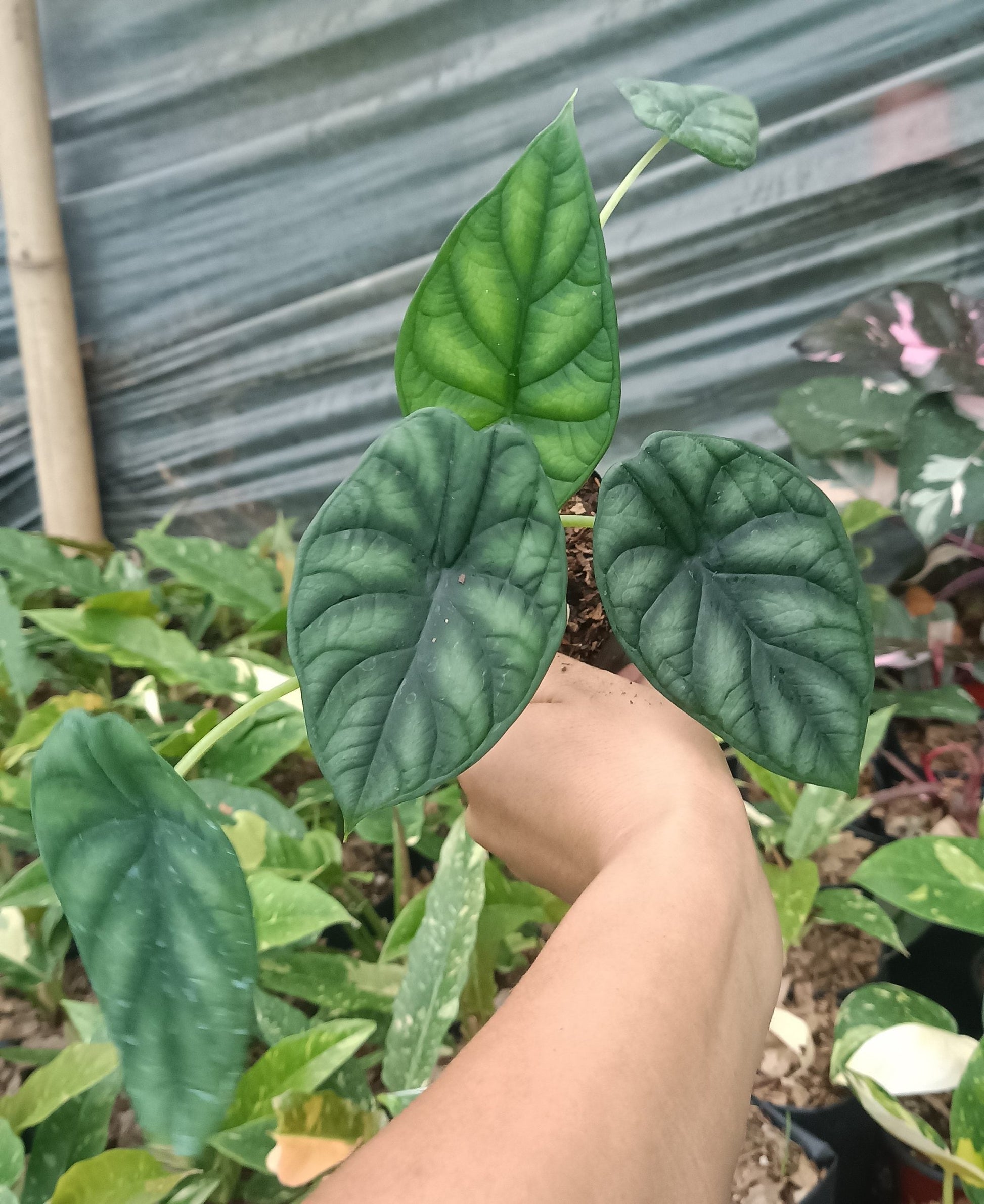 Alocasia Dragon Scale - Stunning Plant with Unique Dragon - Scale Foliage - My Store