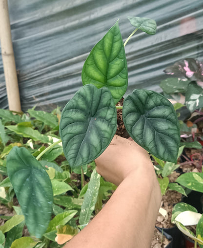 Alocasia Dragon Scale - Stunning Plant with Unique Dragon - Scale Foliage - My Store
