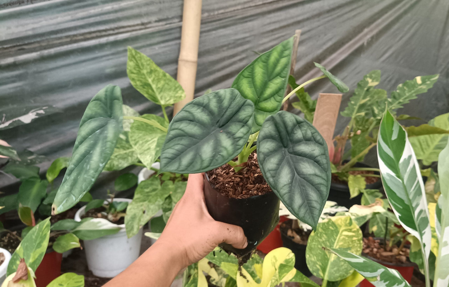Alocasia Dragon Scale - Stunning Plant with Unique Dragon - Scale Foliage - My Store