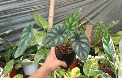 Alocasia Dragon Scale - Stunning Plant with Unique Dragon - Scale Foliage - My Store