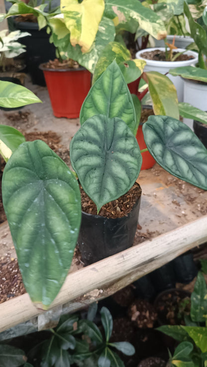 Alocasia Dragon Scale - Stunning Plant with Unique Dragon - Scale Foliage - My Store