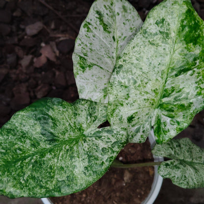 Alocasia Buddha’s Hand Mint Variegated – Rare Variegated Aroid