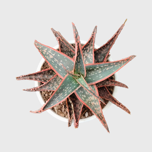 Aloe Hybrid Firecracker Dwarf – Colorful Textured Rebloomer Succulent Plant | Bare Rooted
