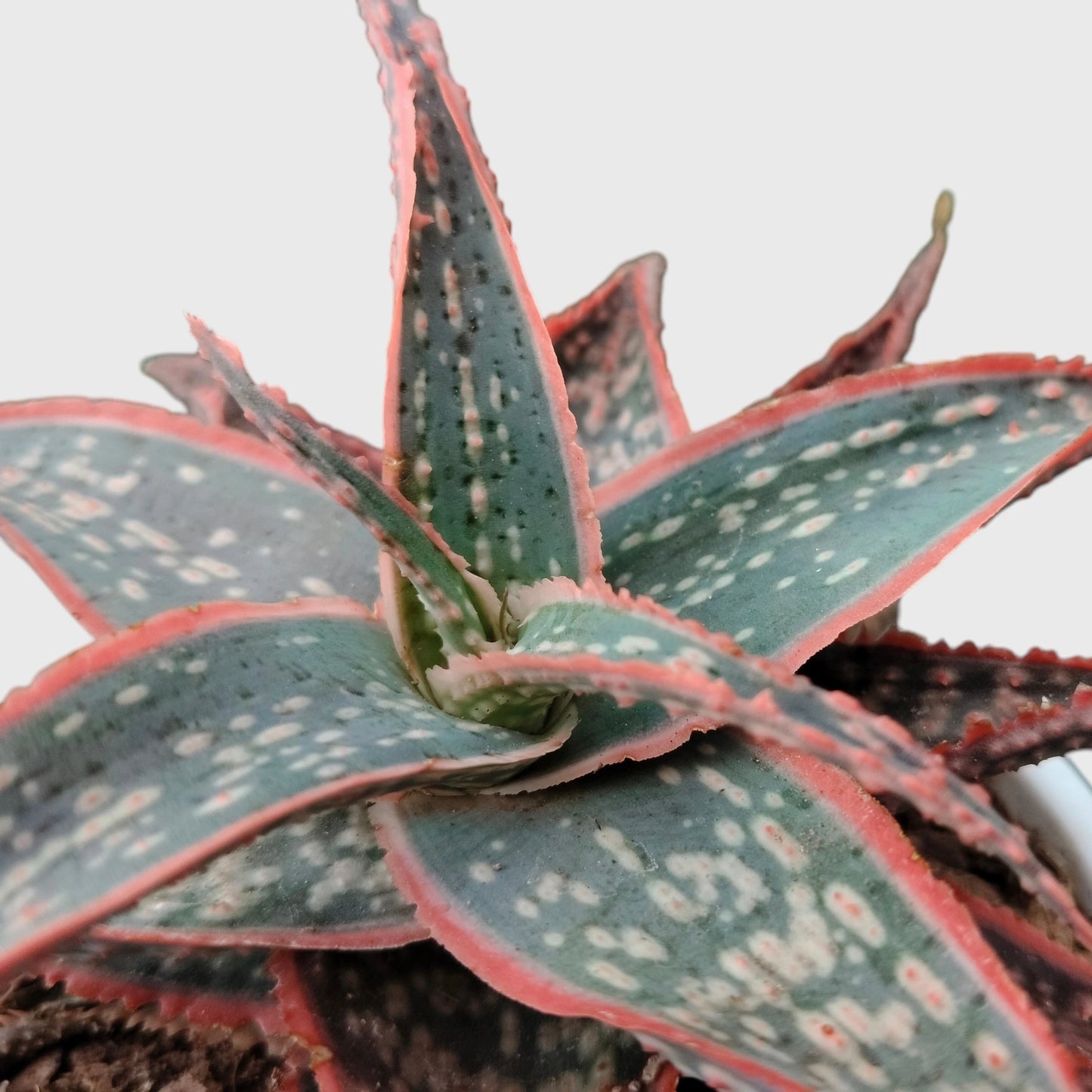 Aloe Hybrid Firecracker Dwarf – Colorful Textured Rebloomer Succulent Plant | Bare Rooted