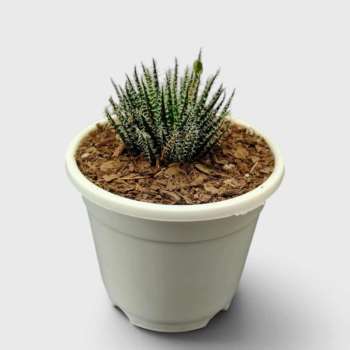 Aloe Haworthioides compact succulent