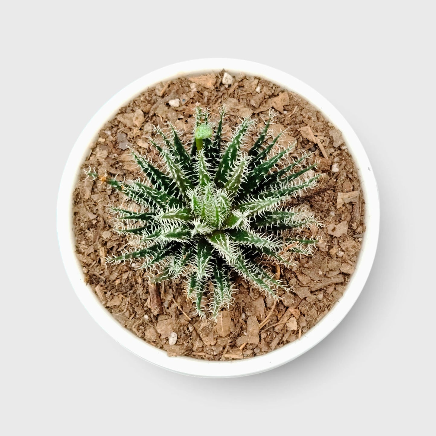 Aloe Haworthioides indoor plant