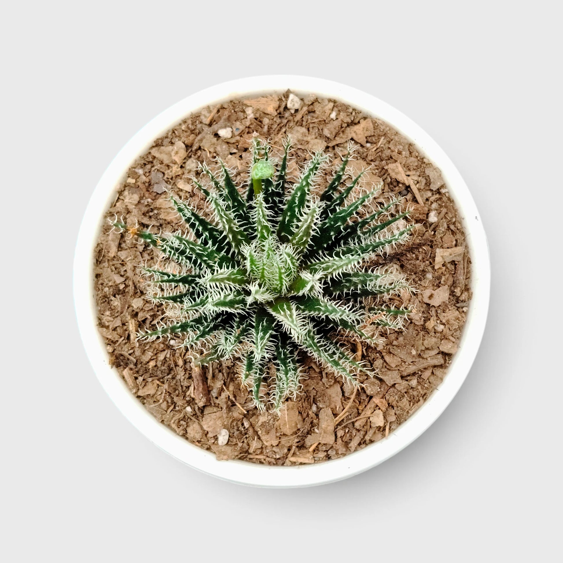 Aloe Haworthioides indoor plant