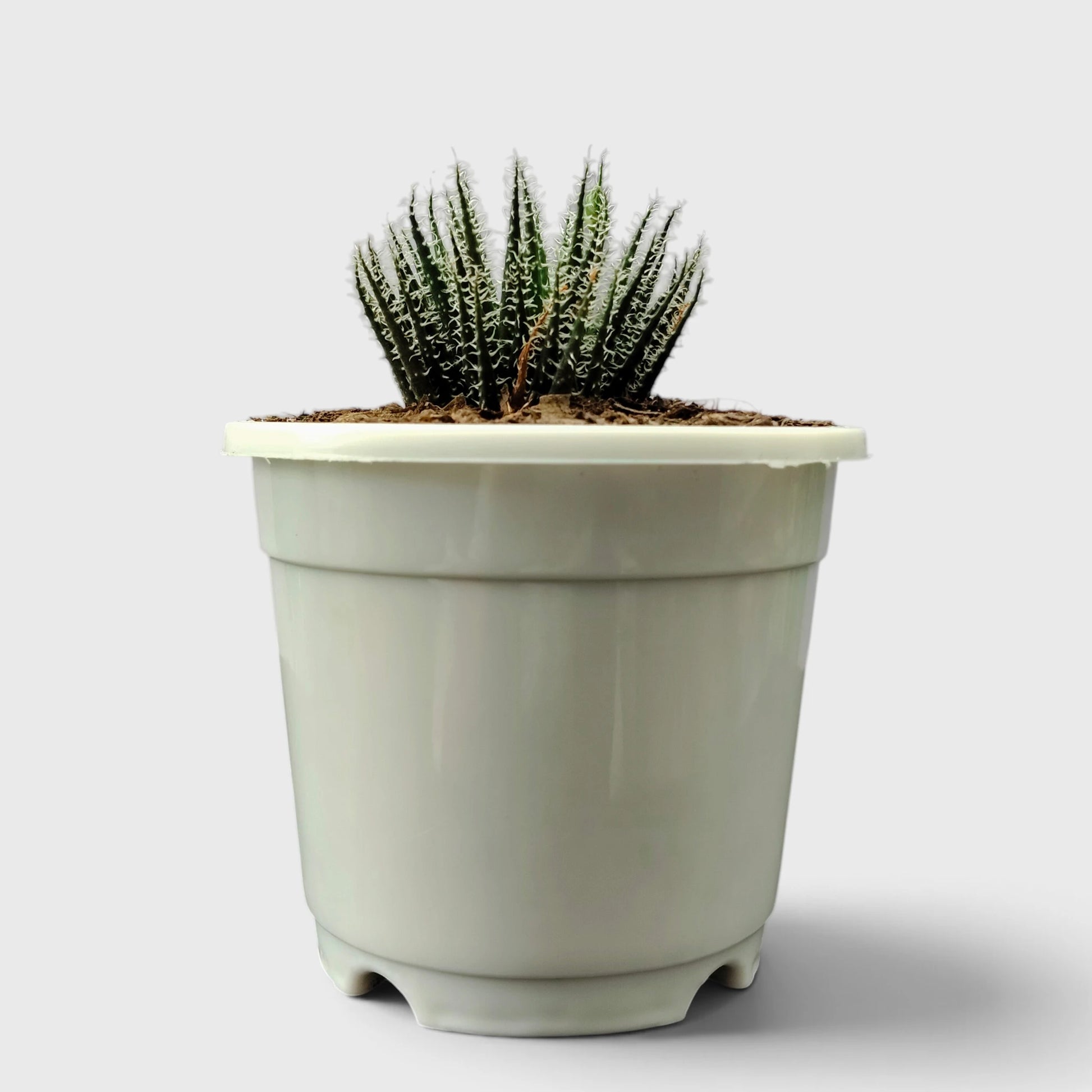 Aloe Haworthioides live plant