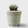Aloe Haworthioides – Compact and Unique Plant for Your Space