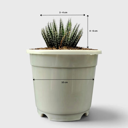 Aloe Haworthioides rosette plant