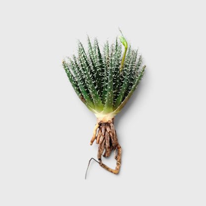 Aloe Haworthioides small succulent