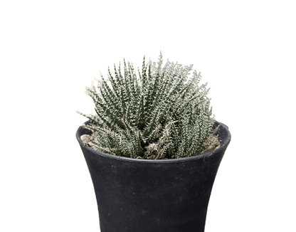 Aloe Haworthioides Succulent – Compact and Unique Plant for Your Space | Buy Now at Frek - My Store