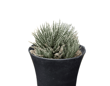 Aloe Haworthioides Succulent – Compact and Unique Plant for Your Space | Buy Now at Frek - My Store