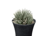 Aloe Haworthioides Bare-Rooted Succulent – Compact and Unique Plant for Your Space | Buy Now at Frek