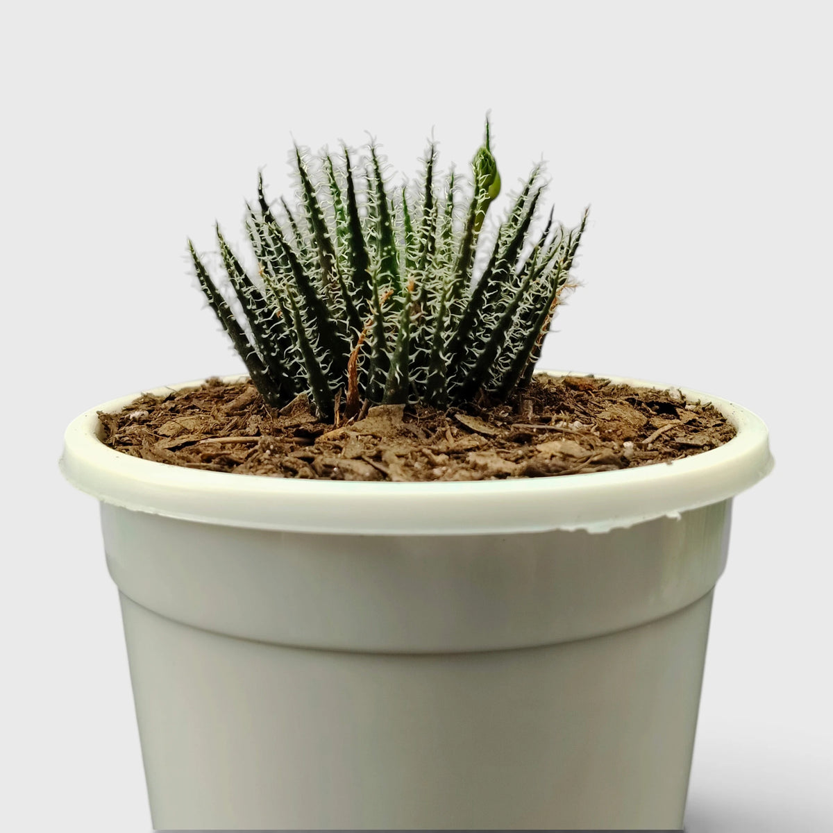 Aloe Haworthioides succulent foliage