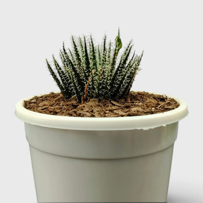 Aloe Haworthioides succulent foliage