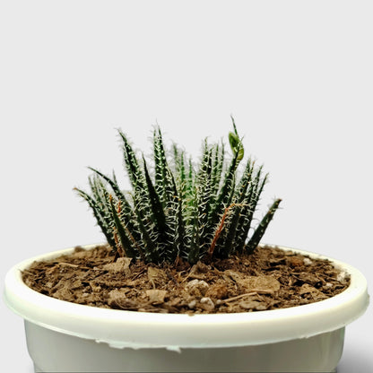 Aloe Haworthioides succulent plant