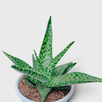 Aloe rauhii compact succulent