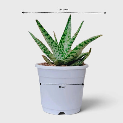 Aloe rauhii indoor succulent