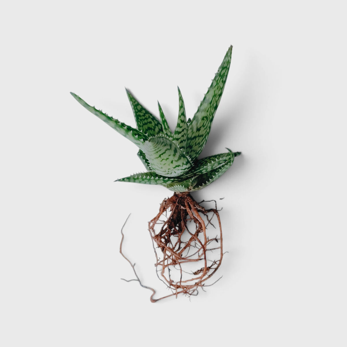 Aloe rauhii live plant
