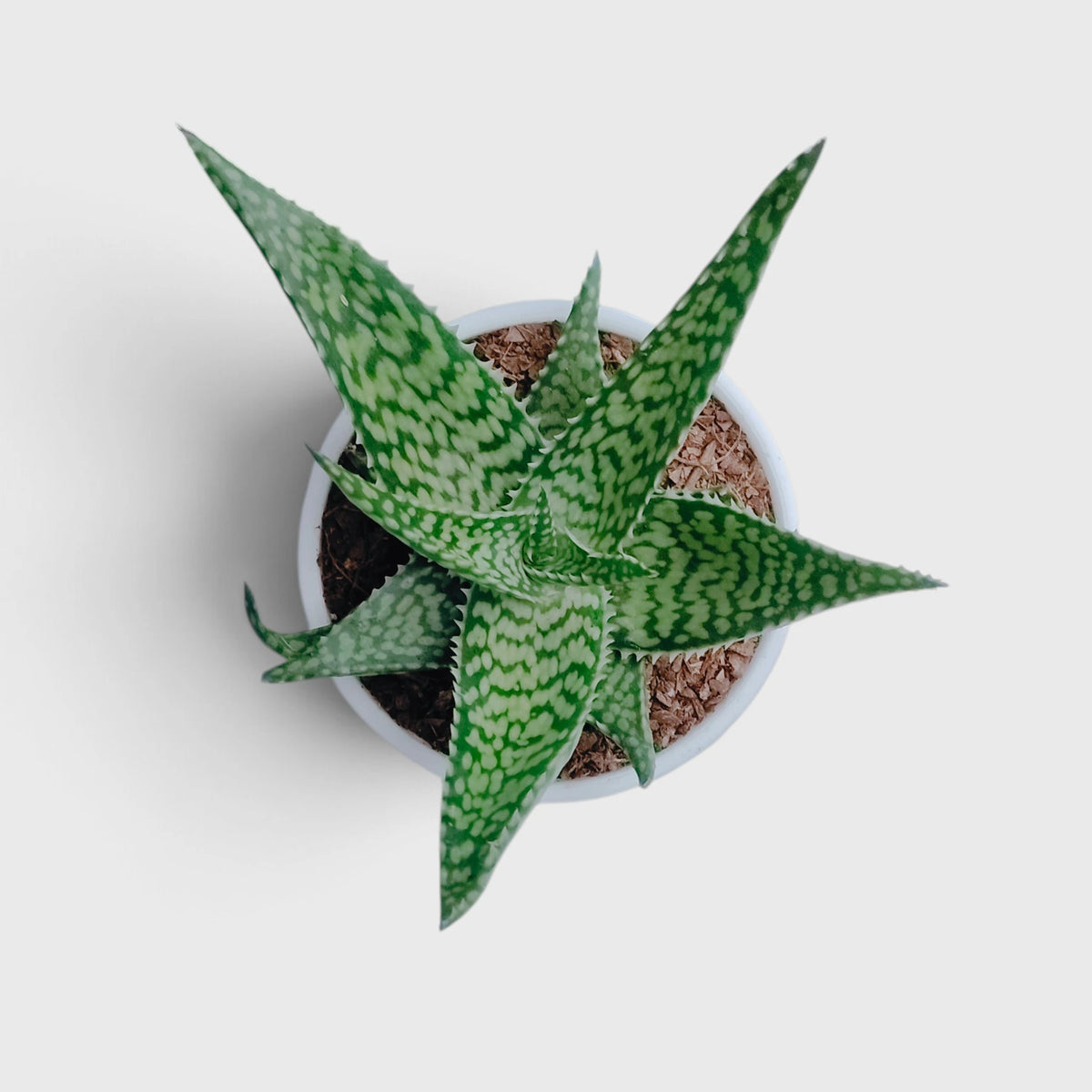 Aloe rauhii Snowflake Aloe plant