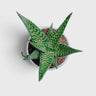 Aloe Rauhii (Snowflake Aloe) – Patterned Rosette Succulent