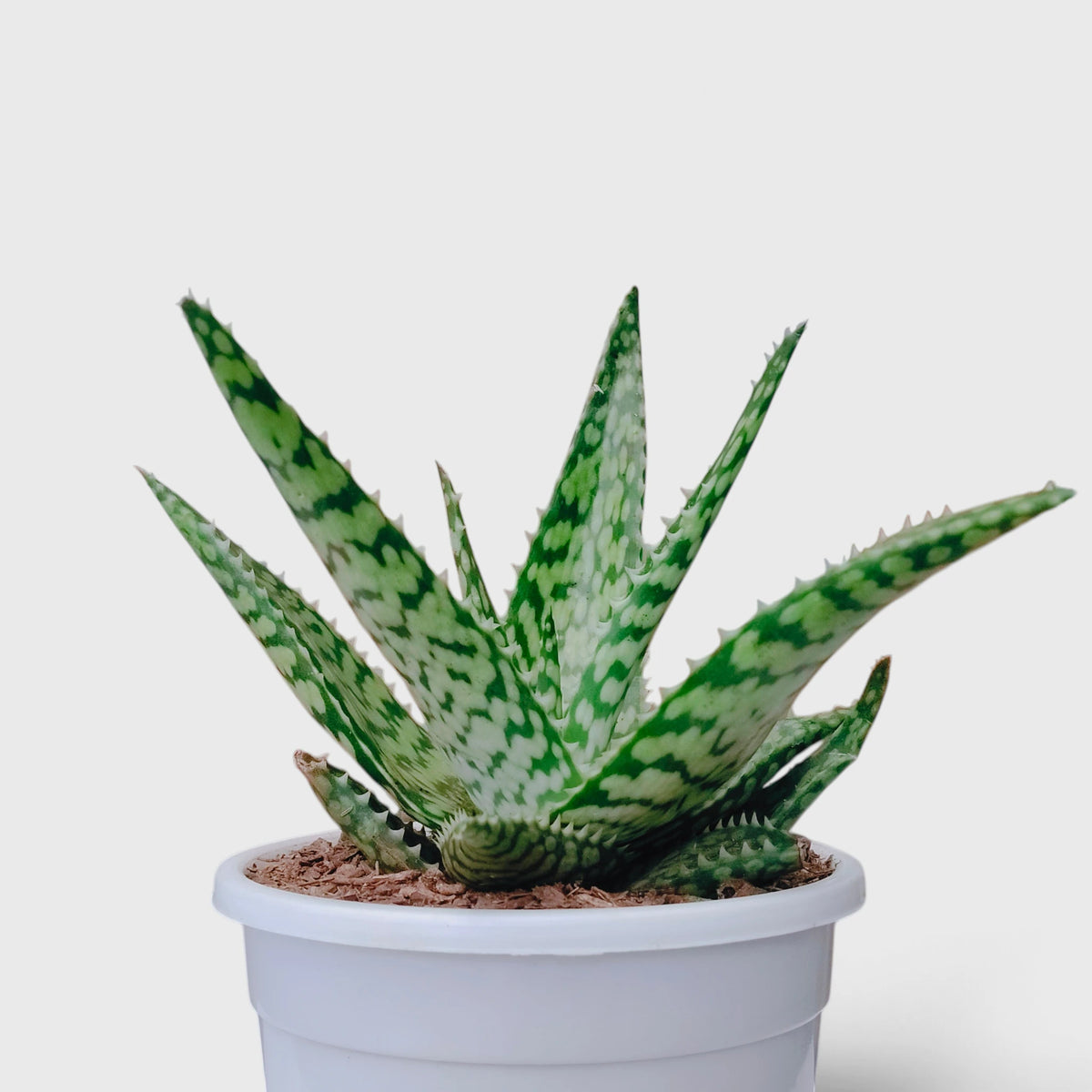 Aloe rauhii succulent plant