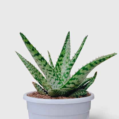 Aloe rauhii succulent plant