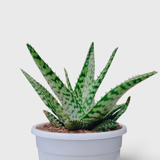 Aloe Rauhii (Snowflake Aloe) – Patterned Rosette Succulent